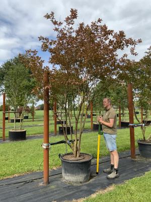 LAGERSTROEMIA NATCHEZ