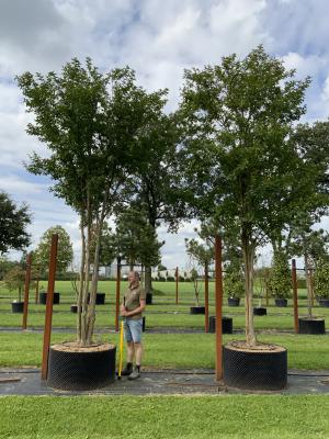 LAGERSTROEMIA CHOCTAW