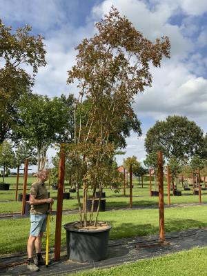 LAGERSTROEMIA NATCHEZ