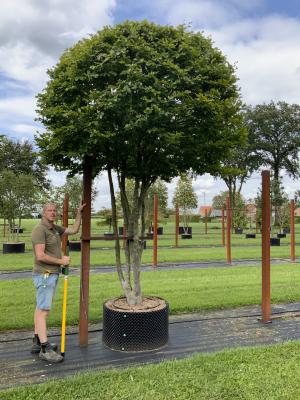 FAGUS SYLVATICA