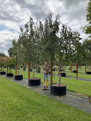 FAGUS SYLVATICA PENDULA