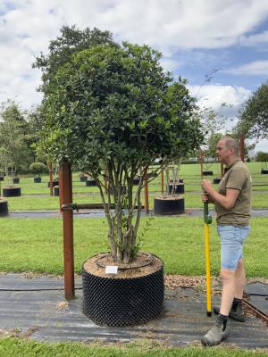 OSMANTHUS AQUIFOLIUM