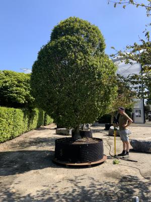 CARPINUS BETULUS MONUMENTALIS