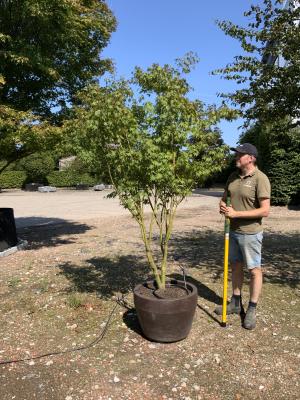 ACER PALMATUM LIMELIGHT