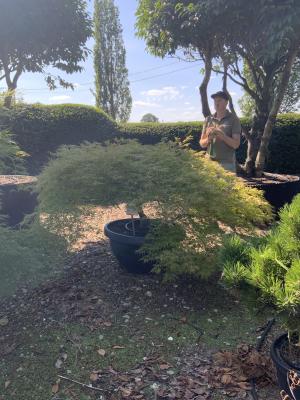 ACER PALMATUM DISSECTUM VIRIDIS