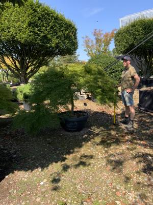 ACER PALMATUM DISSECTUM VIRIDIS