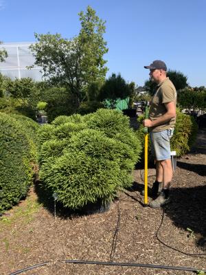 CRYPTOMERIA JAPONICA GLOBOSA NANA