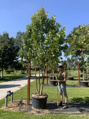 LIQUIDAMBAR STYRACIFLUA