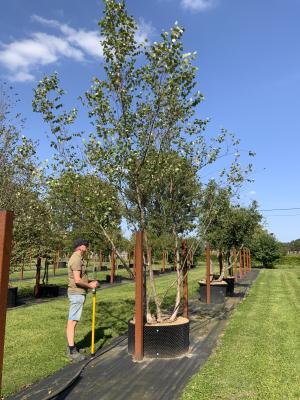 BETULA NIGRA