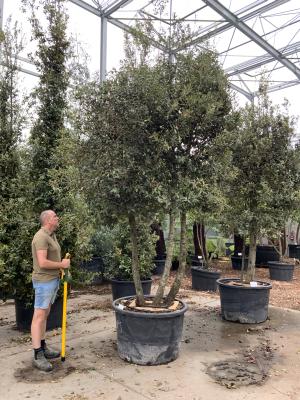 QUERCUS ILEX