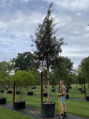 QUERCUS ILEX