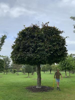 FAGUS SYLVATICA ATROPUNICEA