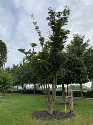 ZELKOVA SERRATA