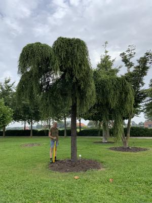 CEDRUS DEODARA PENDULA