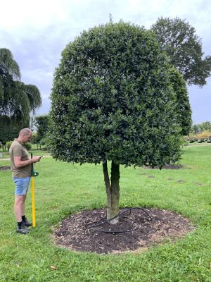 ILEX AQUIFOLIUM