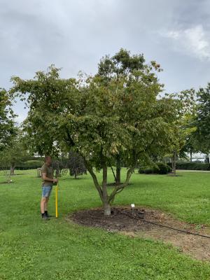 CARPINUS BETULUS PENDULA