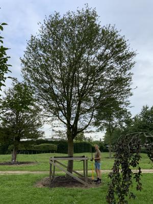 CARPINUS BETULUS 