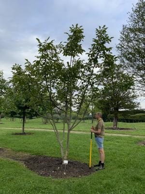 JUGLANS REGIA