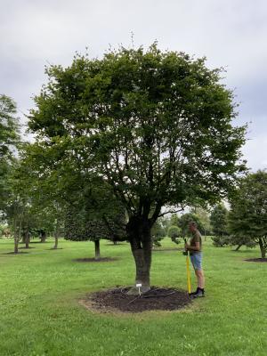 FAGUS SYLVATICA