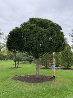 TAXUS BACCATA