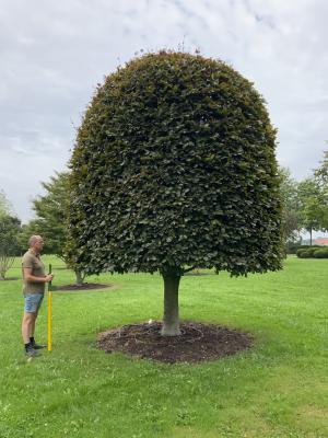 FAGUS SYLVATICA ATROPUNICEA