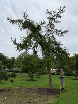 LARIX KAEMPFERI