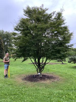 FAGUS SYLVATICA ASPLENIFOLIA