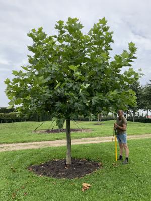 PLATANUS ACERIFOLIA