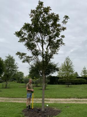 KOELREUTERIA PANICULATA