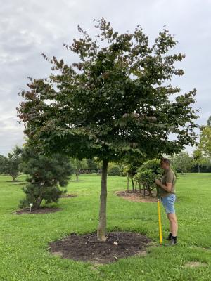 PARROTIA PERSICA