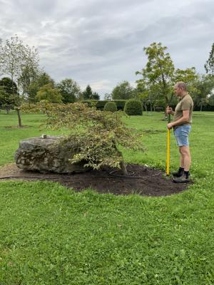 CARPINUS BETULUS