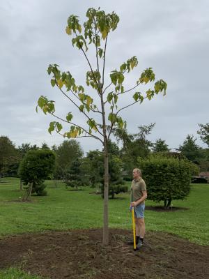 PAULOWNIA FORTUNEI FAST BLUE