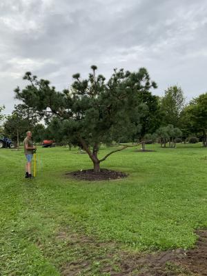 PINUS SYLVESTRIS