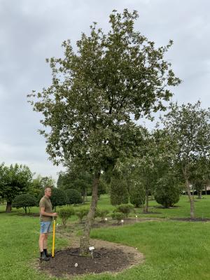 QUERCUS PUBESCENS