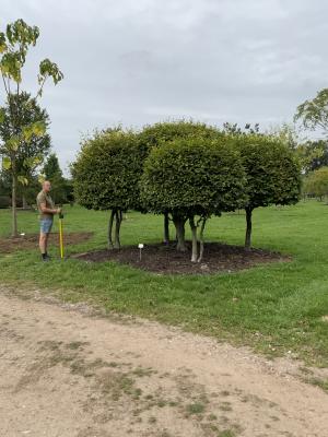 FAGUS SYLVATICA