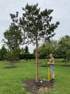 PINUS SYLVESTRIS GLAUCA