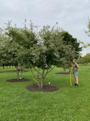 QUERCUS PUBESCENS