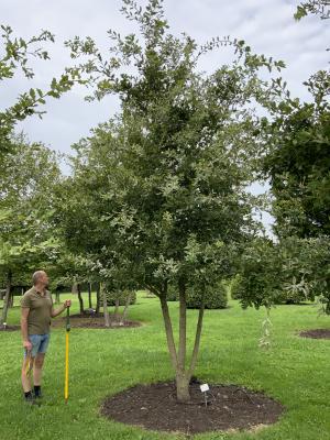 QUERCUS PUBESCENS