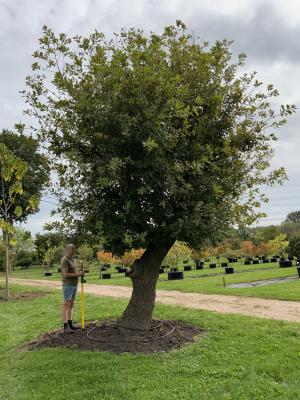 QUERCUS ROBUR