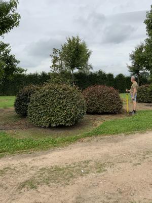 FAGUS SYLVATICA ATROPUNICEA