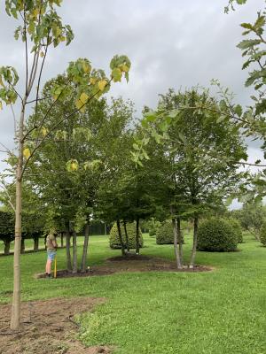 CARPINUS BETULUS