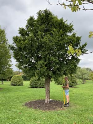 TAXUS BACCATA