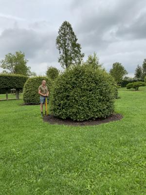 FAGUS SYLVATICA