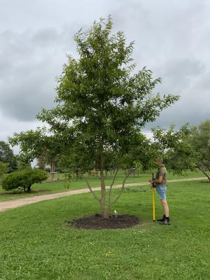 QUERCUS ACUTISSIMA