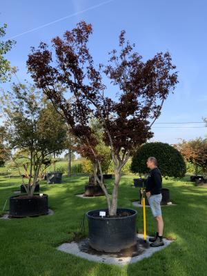 ACER PALMATUM BLOODGOOD