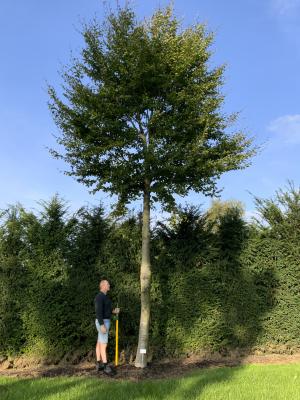 FAGUS SYLVATICA