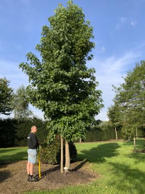 LIQUIDAMBAR STYRACIFLUA