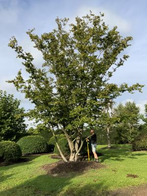 CARPINUS BETULUS