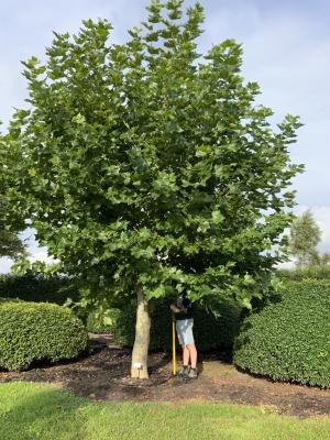 PLATANUS ACERIFOLIA