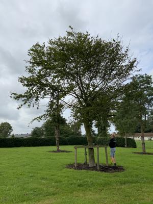 FAGUS SYLVATICA